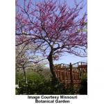 forest_pansy_redbud_2.jpeg