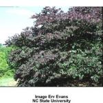 forest_pansy_redbud_3.jpeg