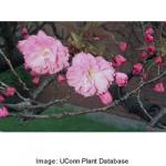 kwanzan_flowering_cherry_3.jpeg