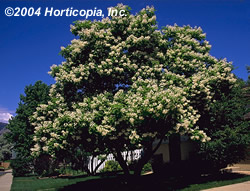 northern_catalpa_1.jpeg