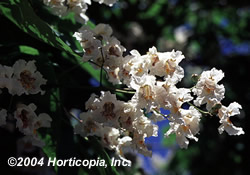 northern_catalpa_2.jpeg