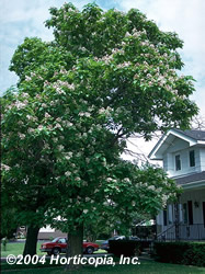 northern_catalpa_4.jpeg