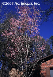 okame_flowering_cherry_4.jpg