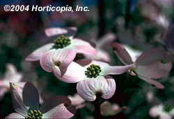 pink_flowering_dogwood_4.jpeg