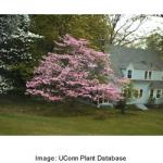 pink_flowering_dogwood_5.jpeg