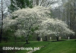 serviceberry_1.jpeg