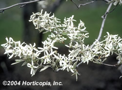 serviceberry_2.jpeg