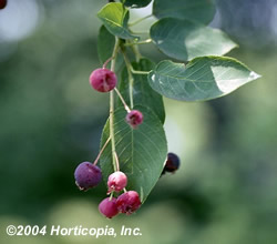 serviceberry_3.jpeg