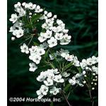 aristocrat_flowering_pear_2.jpeg