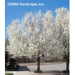 bradford_flowering_pear_1.jpeg