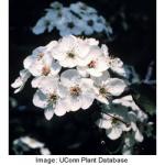 bradford_flowering_pear_3.jpeg