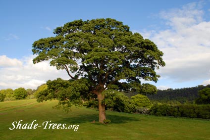 iStock_larg-single-oak-in-field.jpg
