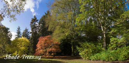 iStock_mixed-forest-park-red-jap-maple.jpg