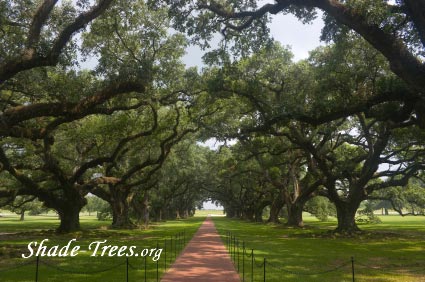 iStock_oak-lined-walkway-lawn-path.jpg