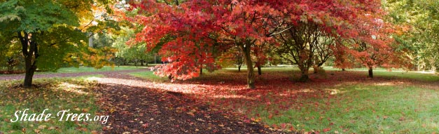 iStock_orange-leaves-green-leaves-lawn-panarama.jpg