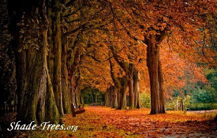 iStock_orange-leaves-multi-trunks-fall-Small.jpg