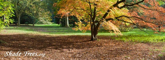 iStock_orange-red-leaves-multi-trees-park.jpg