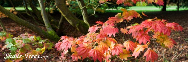 iStock_vine-maple-leaves-trunks-forest-floor.jpg