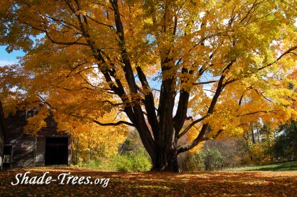iStock_yellow-leaves-large-tree-park.jpg