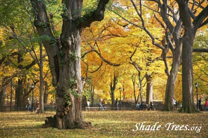 iStock_yellow-leaves-park-large-trunk-people.jpg