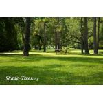 iStock_000005073765XSmall.jpg