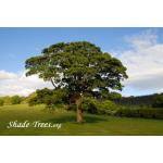 iStock_larg-single-oak-in-field.jpg