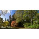 iStock_mixed-forest-park-red-jap-maple.jpg