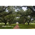 iStock_oak-lined-walkway-lawn-path.jpg