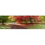 iStock_orange-leaves-green-leaves-lawn-panarama.jpg