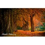 iStock_orange-leaves-multi-trunks-fall-Small.jpg