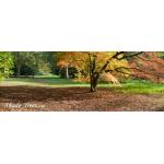 iStock_orange-red-leaves-multi-trees-park.jpg