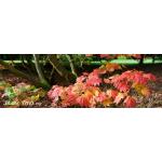 iStock_vine-maple-leaves-trunks-forest-floor.jpg