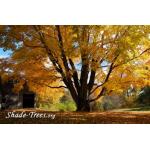 iStock_yellow-leaves-large-tree-park.jpg