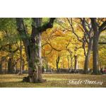 iStock_yellow-leaves-park-large-trunk-people.jpg